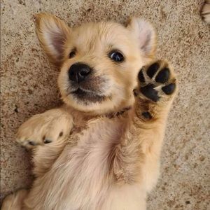 Meet your Posher, Evan